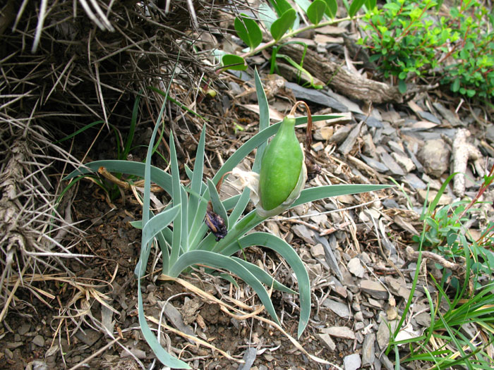 Image of Iris timofejewii specimen.