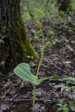 Смотреть изображение Listera ovata