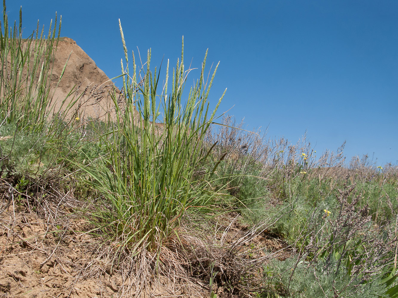 Image of genus Calamagrostis specimen.