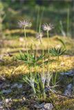 Pulsatilla pratensis