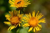 Inula aspera. Соцветия с пчелой. Краснодарский край, Лазаревский р-н, окр. с. Ордынка, 190 м н.у.м., просека. 20.07.2023.