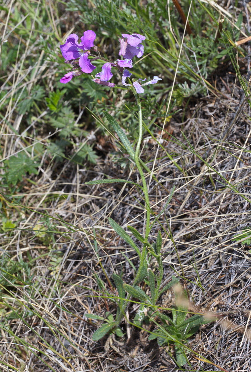 Image of Clausia aprica specimen.