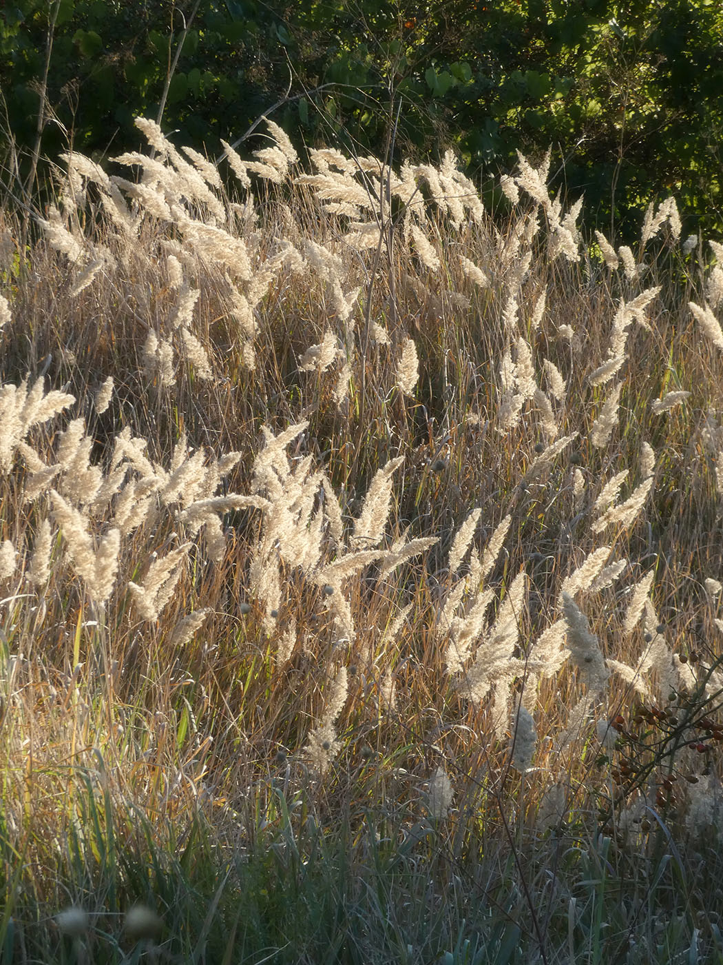 Image of Calamagrostis glomerata specimen.