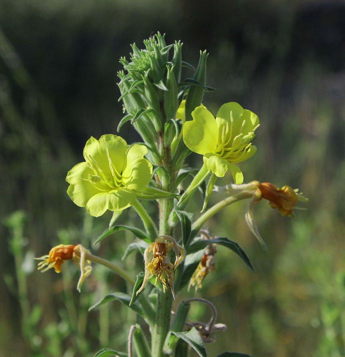 Изображение особи Oenothera depressa.