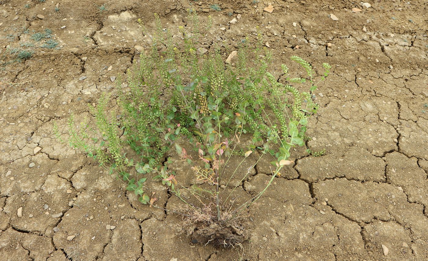 Image of Lepidium perfoliatum specimen.