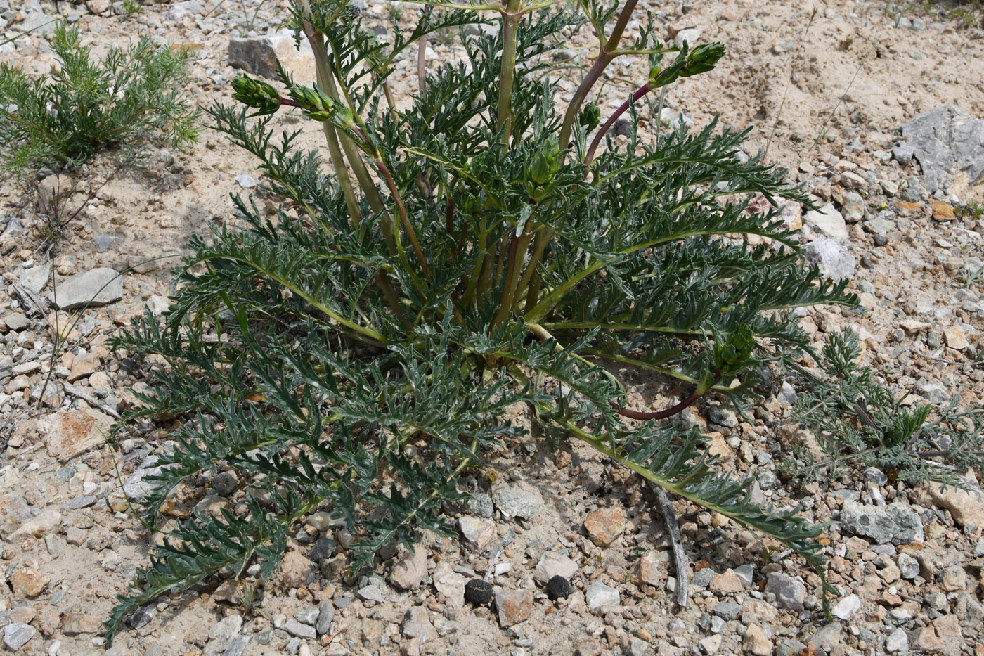 Image of Phlomoides septentrionalis specimen.