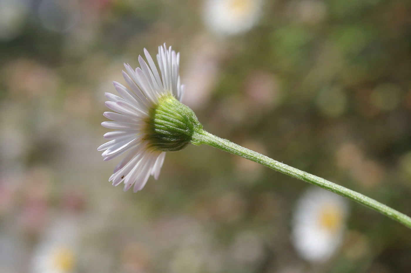 Изображение особи Erigeron karvinskianus.