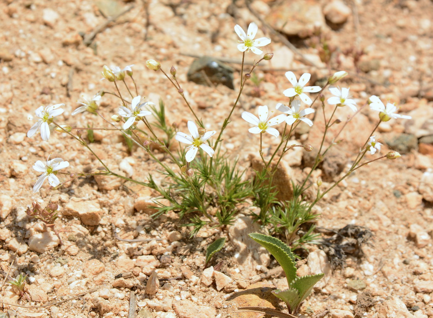 Image of Eremogone griffithii specimen.