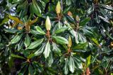 Magnolia grandiflora. Верхушки ветвей с бутонами и завязавшимся плодом. Грузия, Имеретия, г. Кутаиси, в культуре. 15.06.2023.