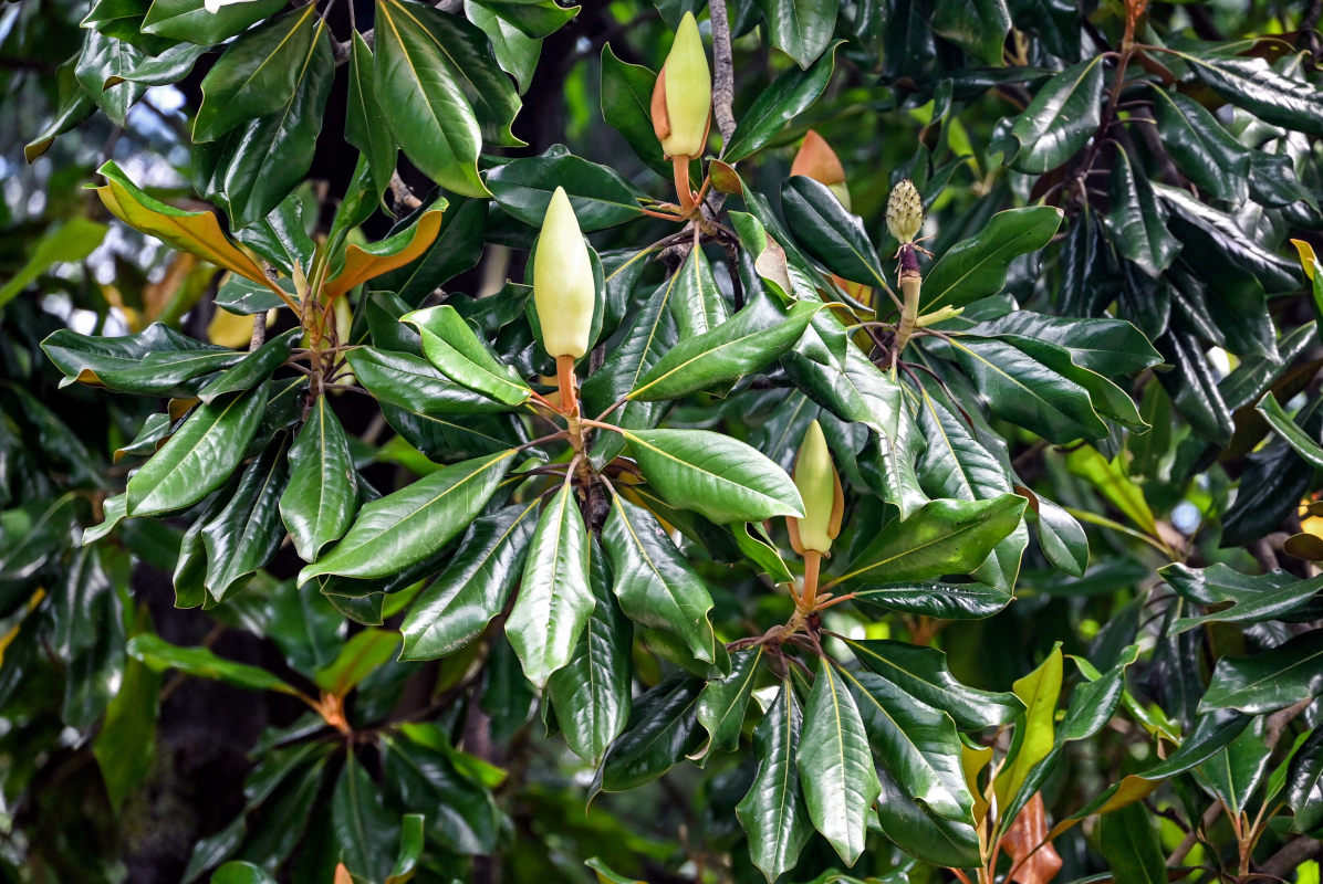 Image of Magnolia grandiflora specimen.