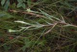 genus Tragopogon. Верхушка цветущего и плодоносящего растения. Рязанская обл., Милославский р-н, окр. р. Паника в 1,5 км выше устья, 300 м от левого берега, луг. 31 июля 2024 г.