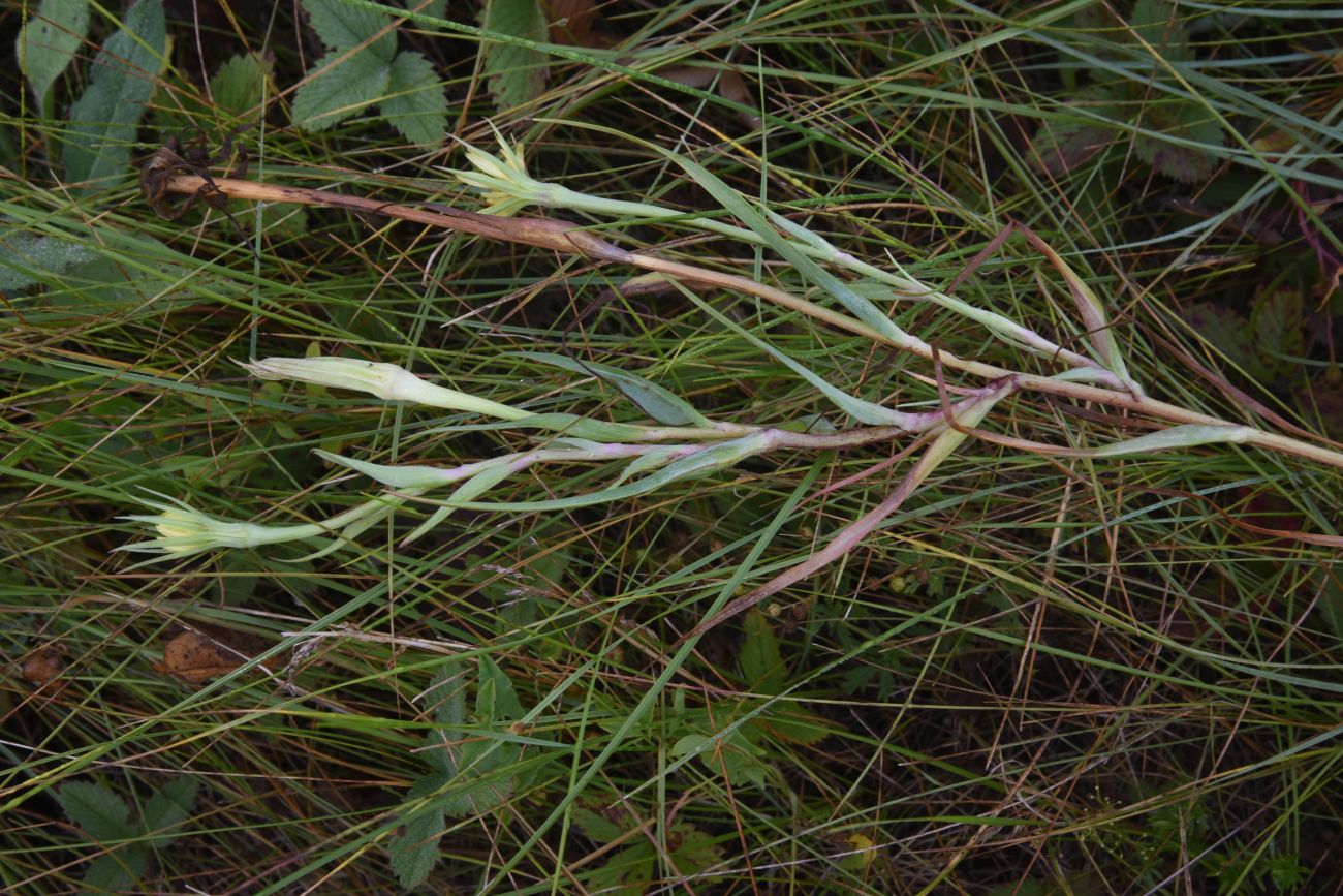 Image of genus Tragopogon specimen.