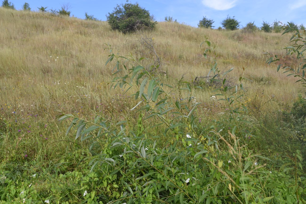 Image of genus Salix specimen.