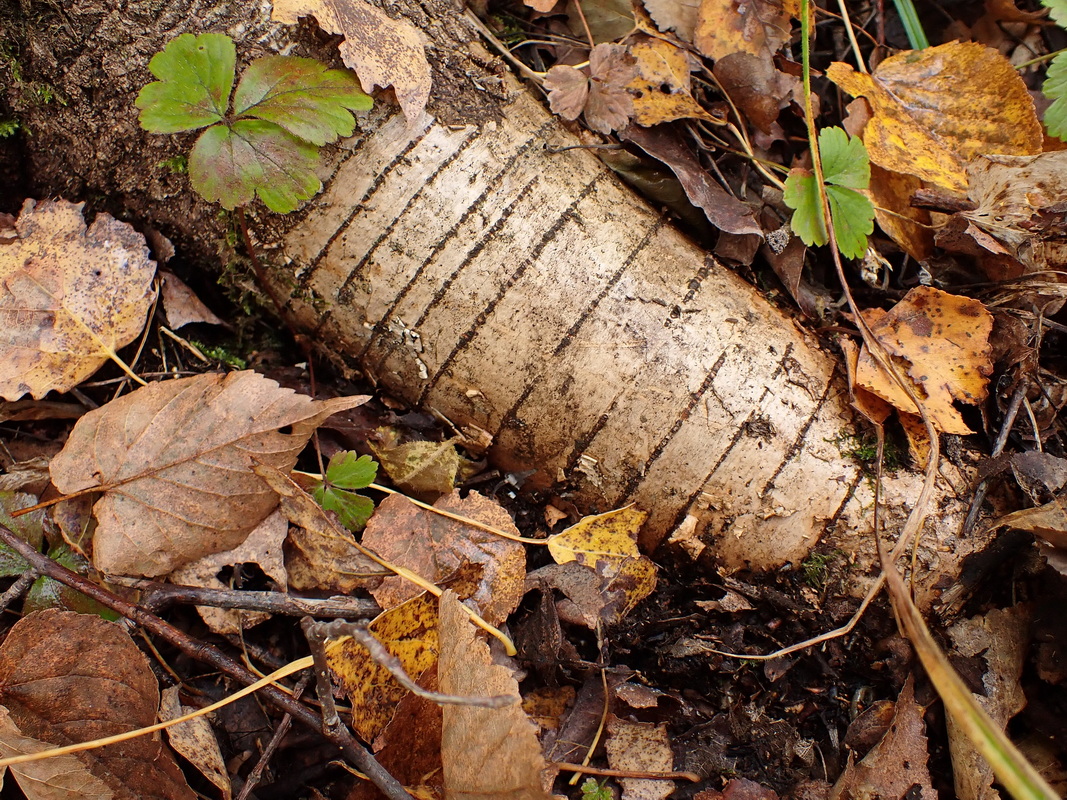 Image of Populus davidiana specimen.