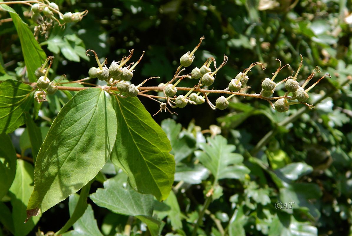 Изображение особи род Deutzia.