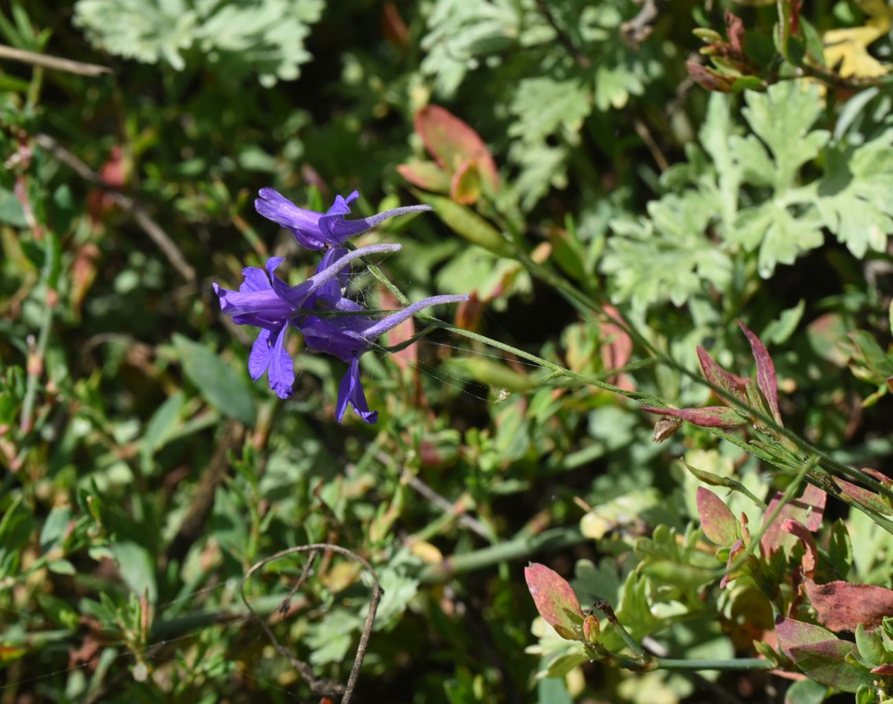 Image of Delphinium ajacis specimen.