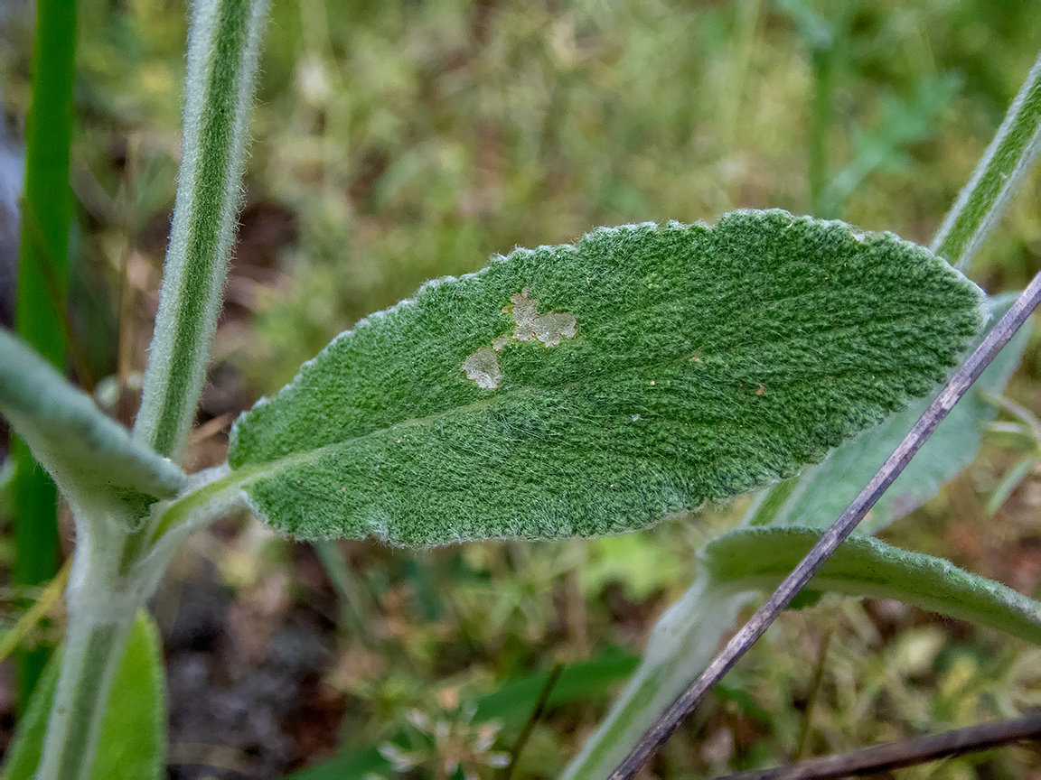 Image of Stachys velata specimen.