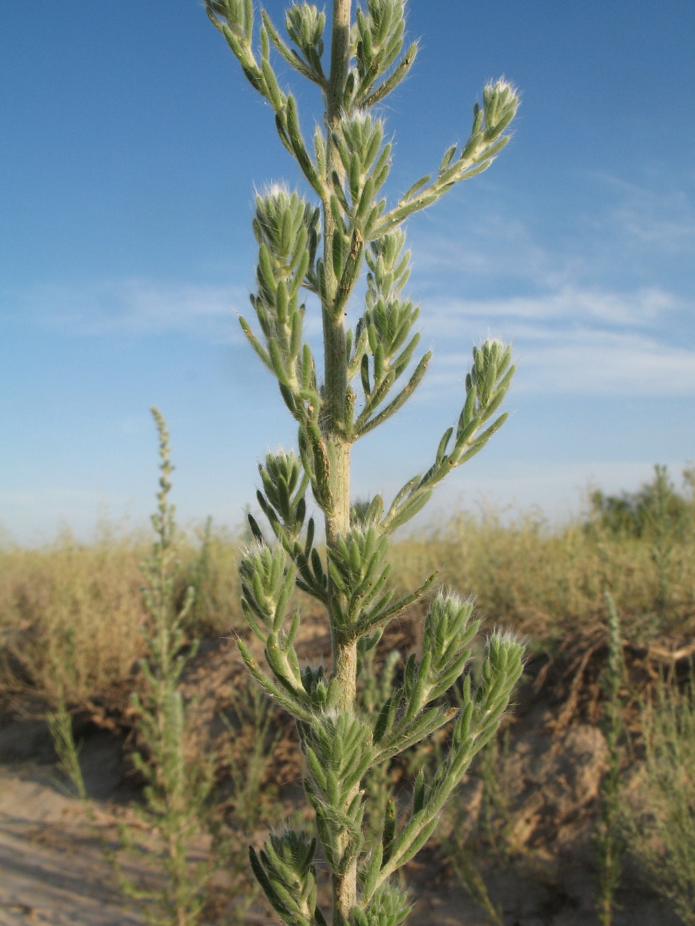 Image of Sedobassia sedoides specimen.