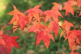 Acer oliverianum. Ветвь с листвой в осенней окраске и плодами. Крым, Южный Берег, окр. г. Ялта, Никитский ботанический сад. 10 ноября 2019 г.