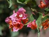 род Bougainvillea