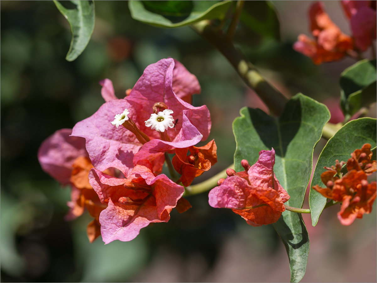 Изображение особи род Bougainvillea.