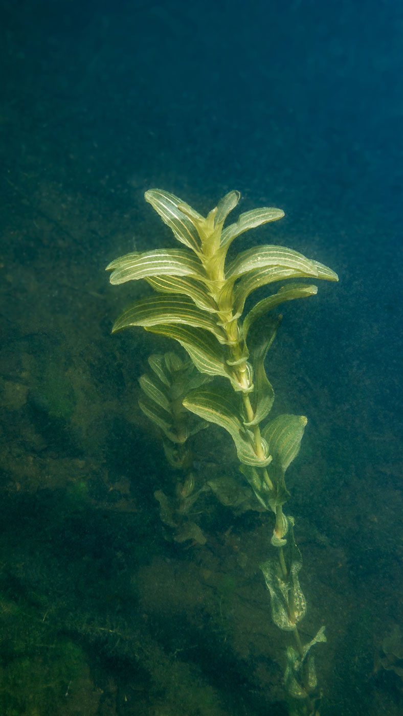 Изображение особи Potamogeton perfoliatus.