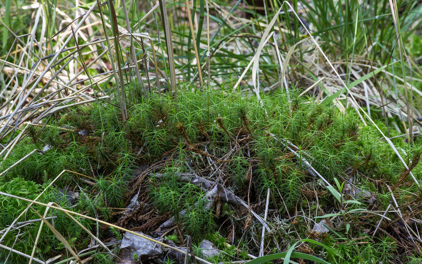 Image of Polytrichum commune specimen.