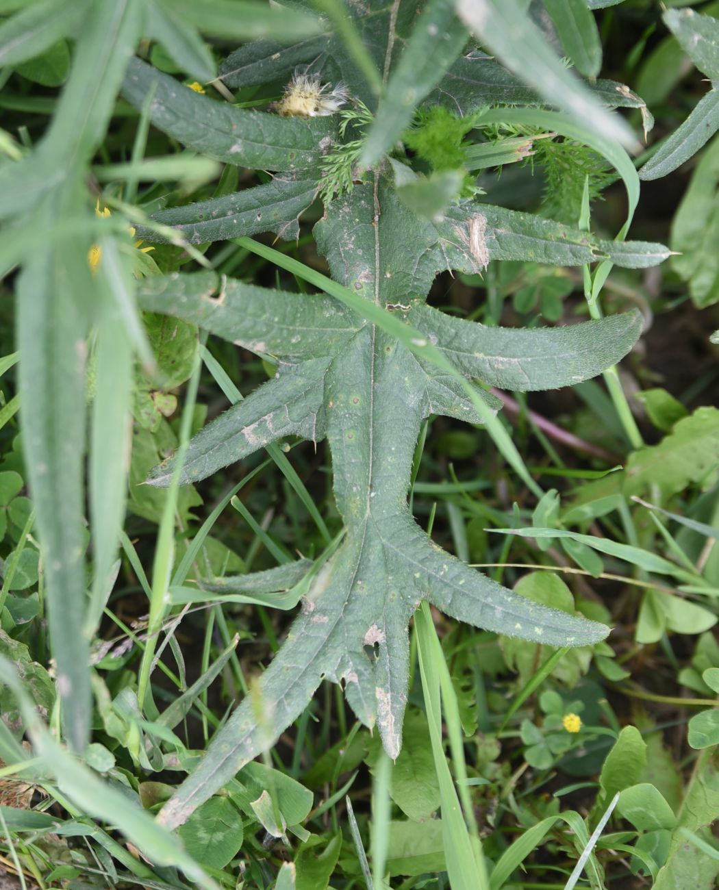 Image of genus Cirsium specimen.