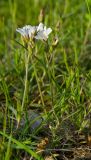 Cerastium arvense