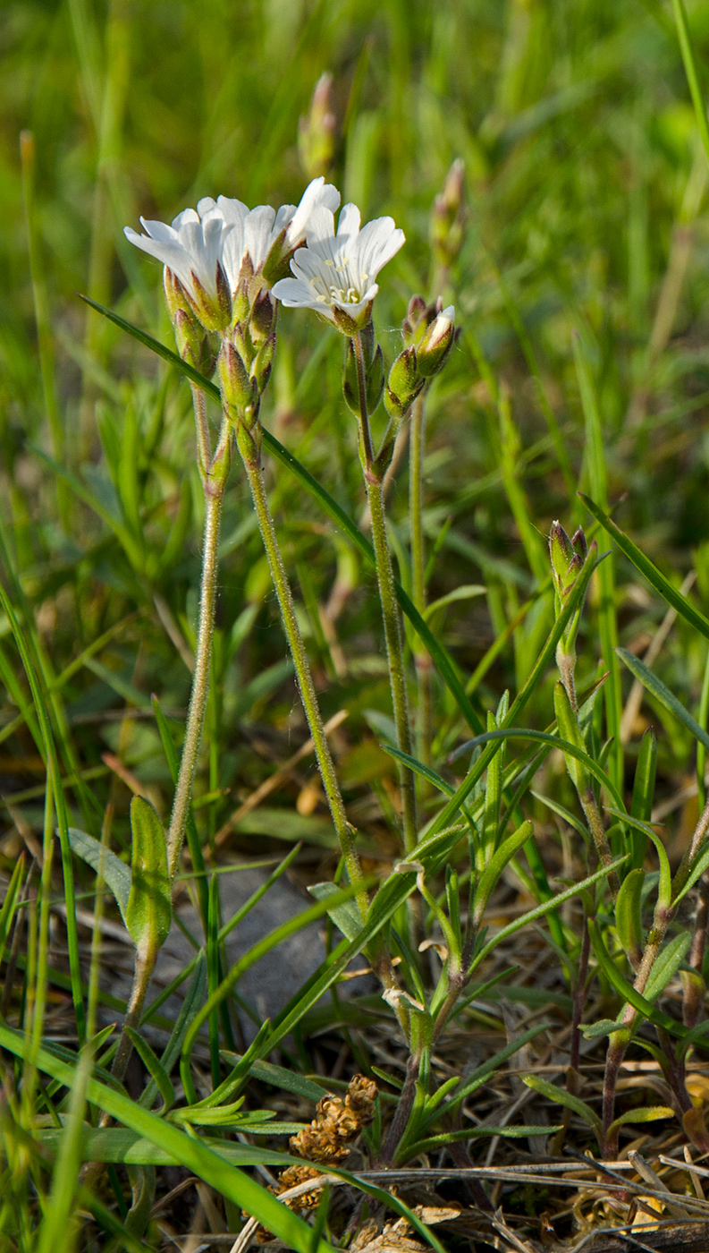 Image of Cerastium arvense specimen.