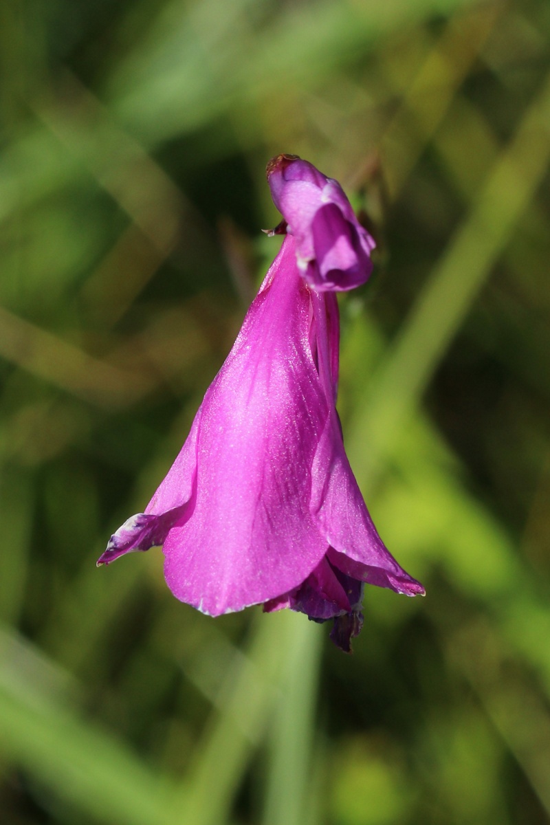 Image of Gladiolus imbricatus specimen.