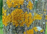 Xanthoria parietina. Талломы с апотециями на стволе Juglans mandshurica. Московская обл., Раменский р-н, окр. дер. Хрипань, садовый участок. 16.07.2023.