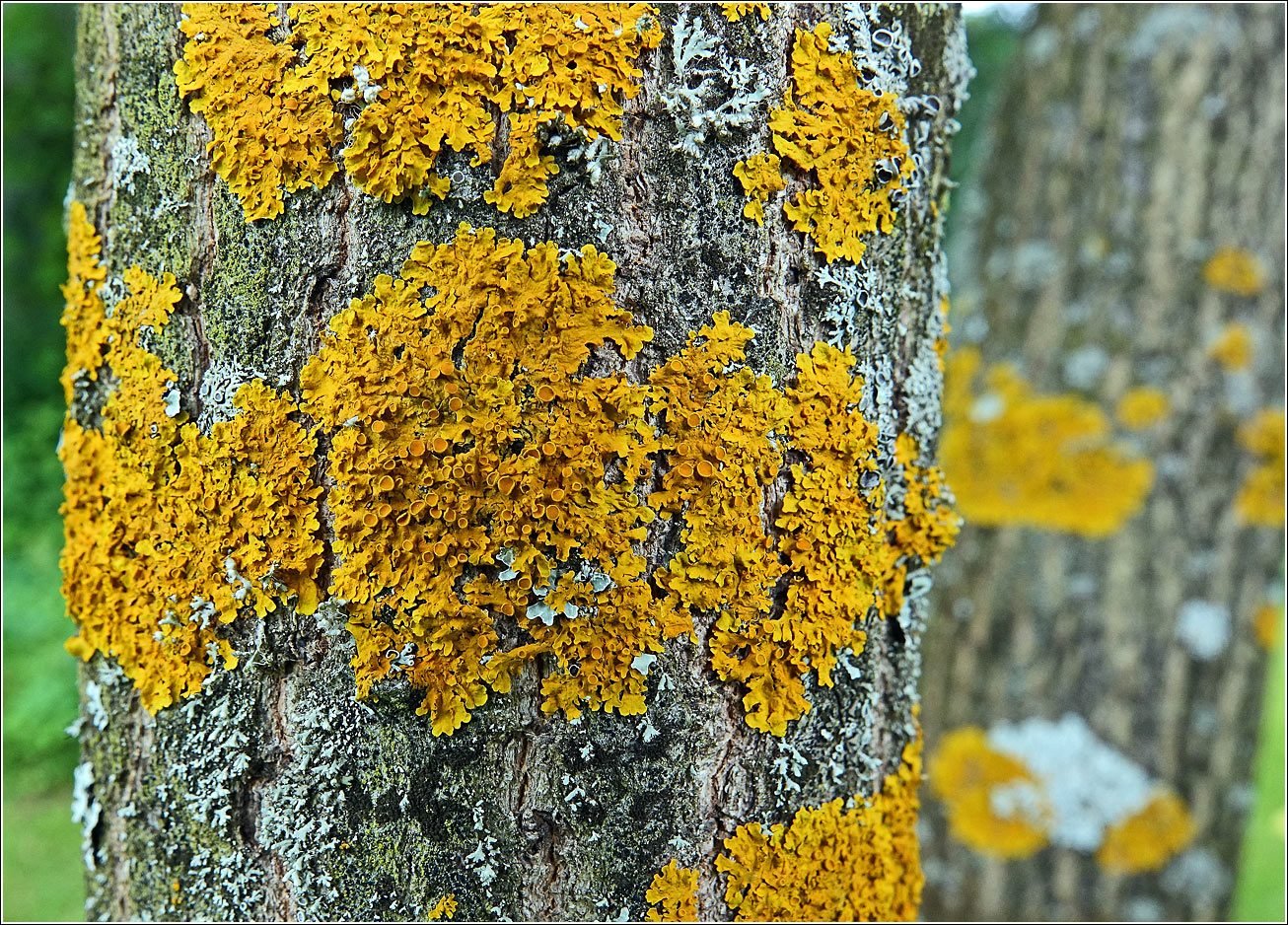 Image of Xanthoria parietina specimen.