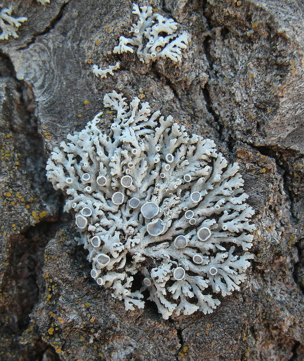 Image of Physcia stellaris specimen.