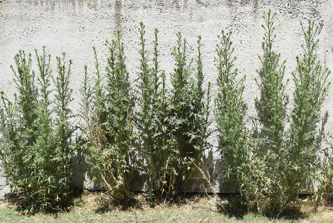 Image of Cirsium vulgare specimen.