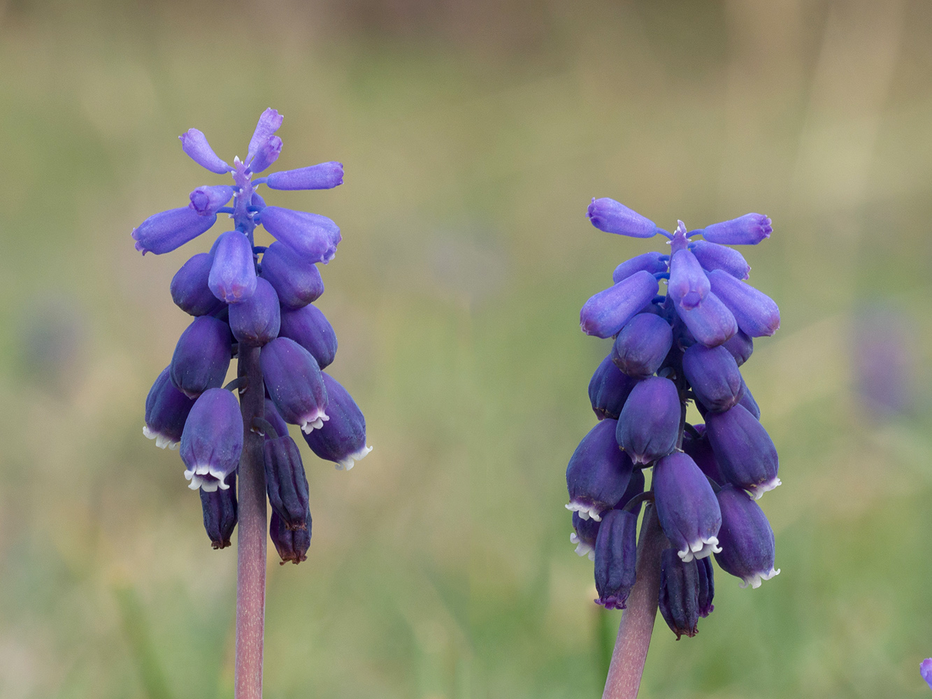 Image of Muscari neglectum specimen.