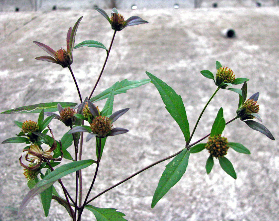 Image of Bidens connata specimen.