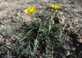 род Taraxacum