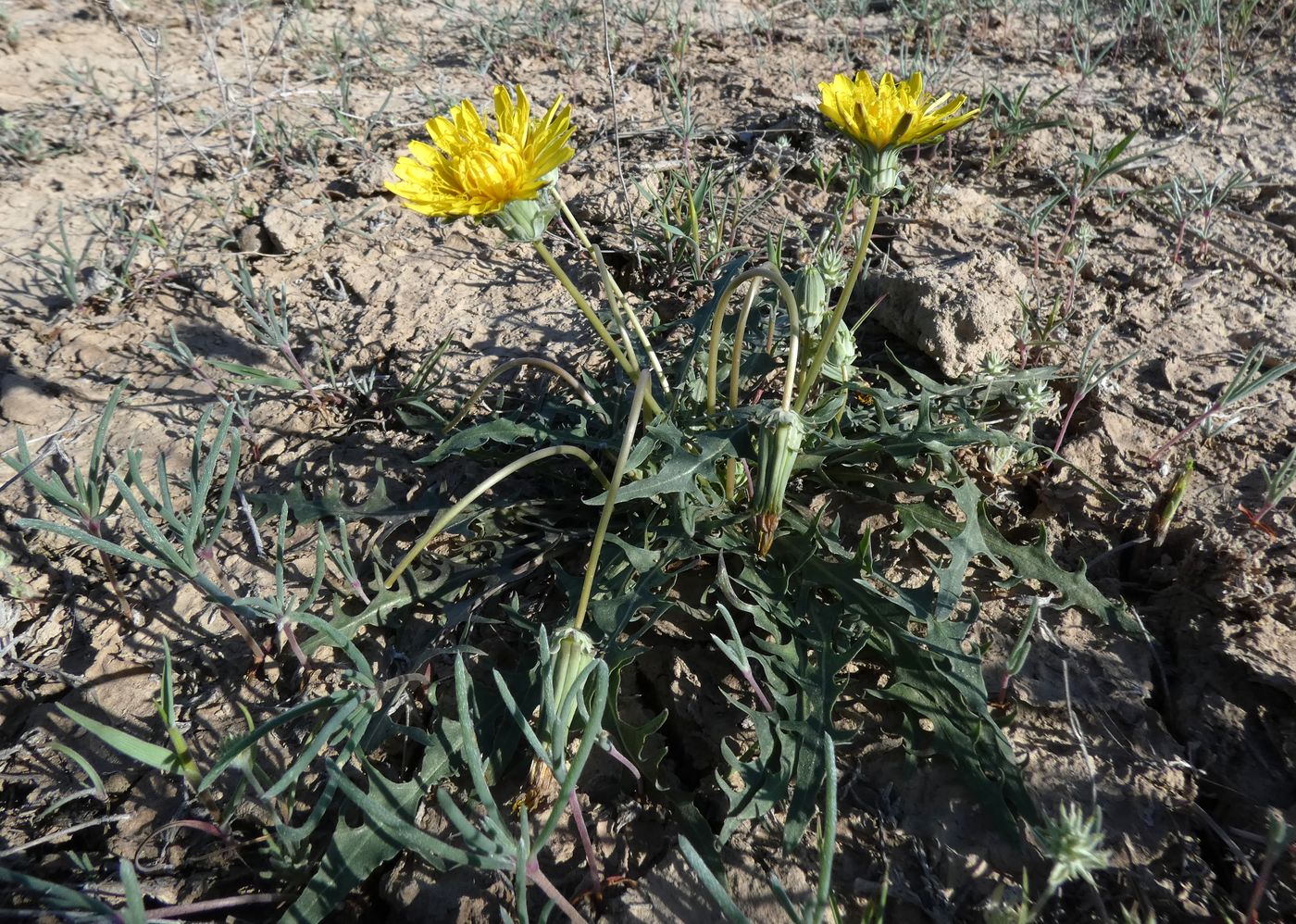 Image of genus Taraxacum specimen.
