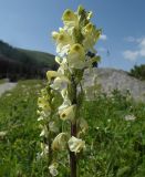 Смотреть изображение Pedicularis dolichorrhiza