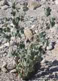Pergularia tomentosa. Растение с бутонами. Израиль, каменистая пустыня на склоне к Мёртвому морю. 21.02.2011.