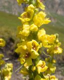 View full-size image Verbascum laxum