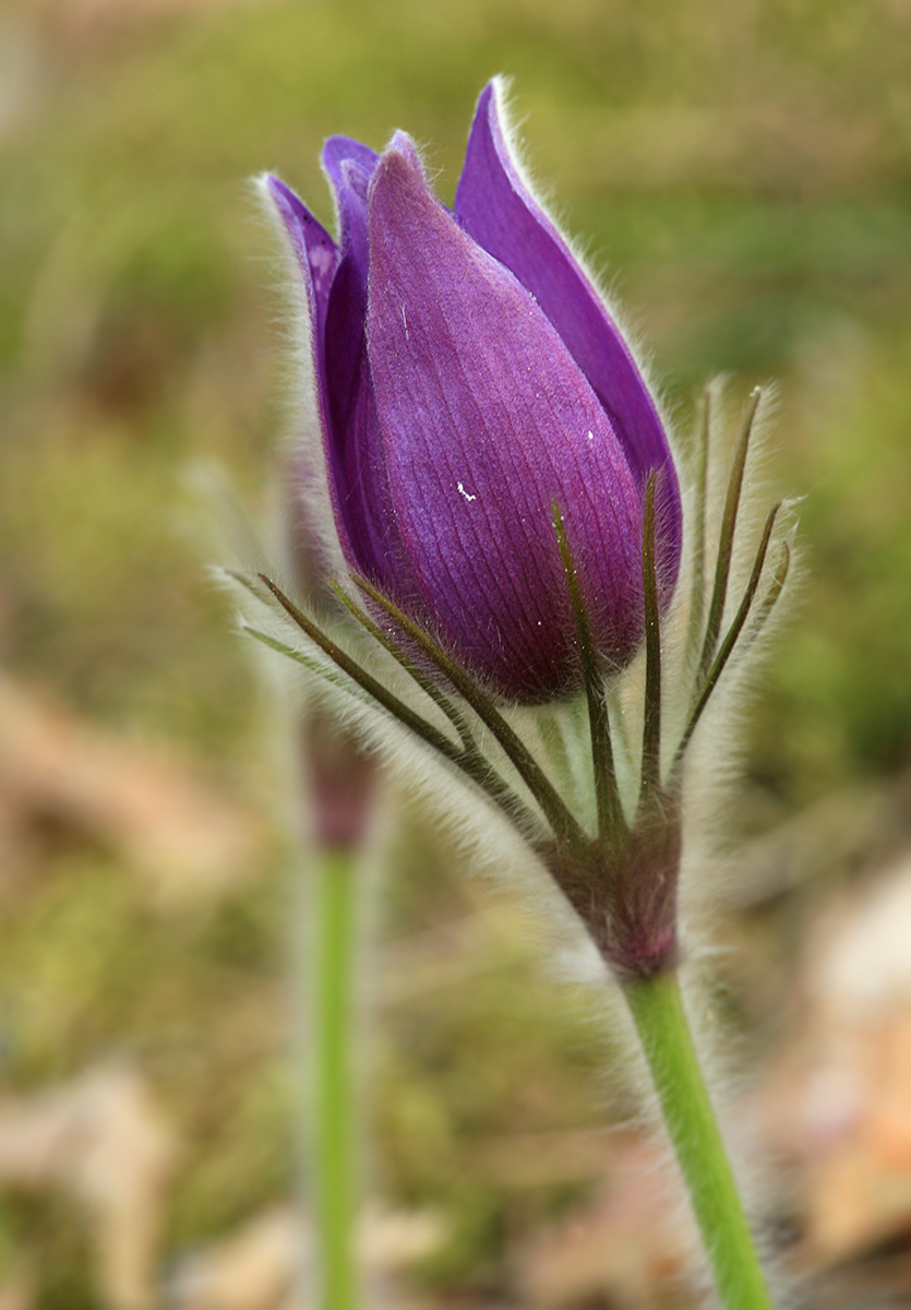 Image of Pulsatilla patens specimen.