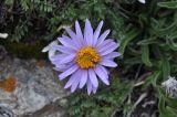 View full-size image Aster alpinus