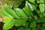View full-size image Lauro-cerasus officinalis