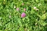 View full-size image Trifolium pratense