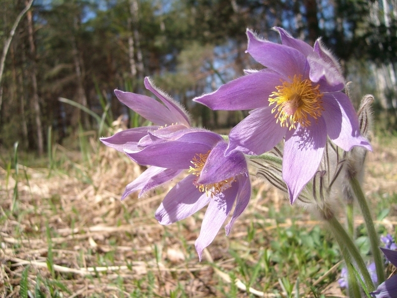 Изображение особи Pulsatilla patens.