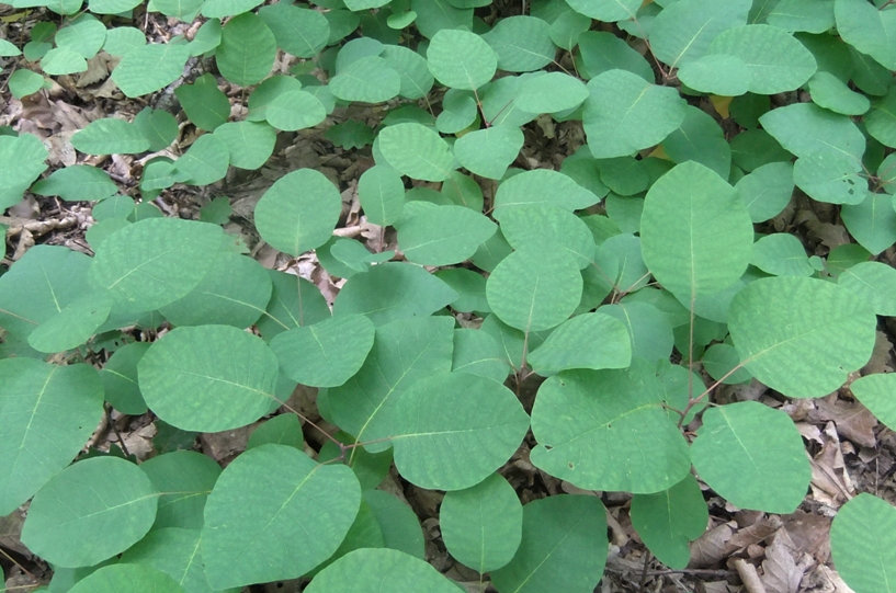 Изображение особи Cotinus coggygria.