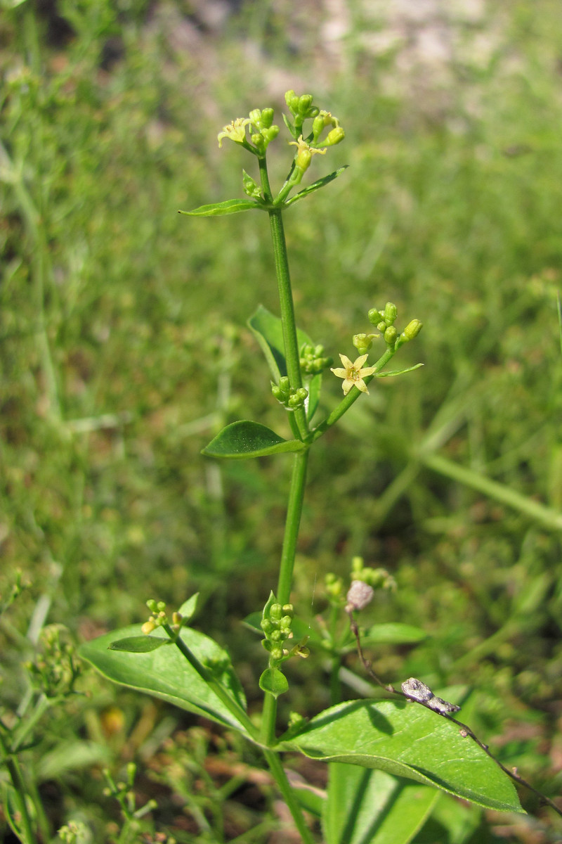 Image of Rubia tinctorum specimen.