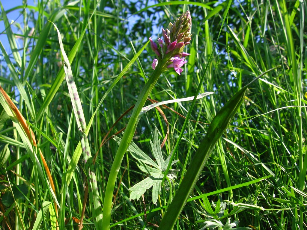 Изображение особи Dactylorhiza baltica.